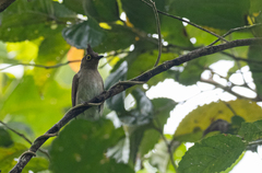 Brachypodius urostictus