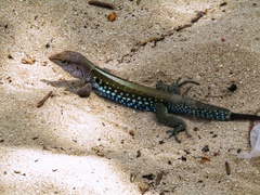 Pholidoscelis dorsalis