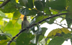 Brachypodius urostictus