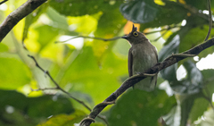 Brachypodius urostictus