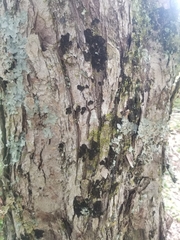 Collema subflaccidum