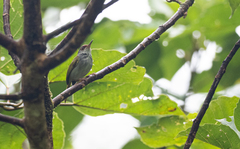 Orthotomus frontalis