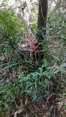 Aechmea araneosa