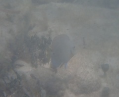 Acanthurus tractus