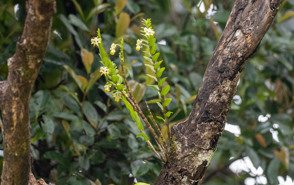 Dendrobium uniflorum; photograph (c) Forest Botial-Jarvis, some rights reserved (CC BY)