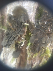 Collema subflaccidum