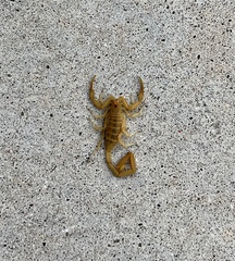 Centruroides sculpturatus