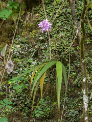 Spathoglottis tomentosa