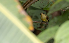 Leptocoma sperata
