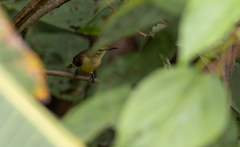 Leptocoma sperata