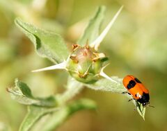 Clytra quadripunctata