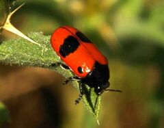 Clytra quadripunctata