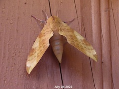 Clanis undulosa