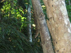 Anolis gundlachi