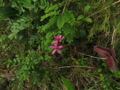 Epidendrum ackermanii