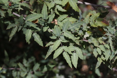 Berberis nevinii