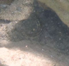 Halichoeres maculipinna