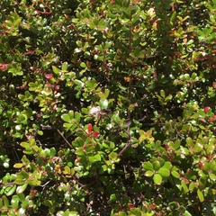 Arctostaphylos nummularia