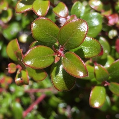 Arctostaphylos nummularia