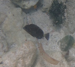 Acanthurus chirurgus