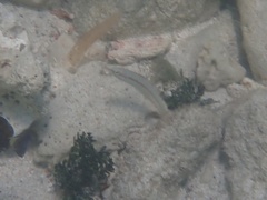 Halichoeres bivittatus