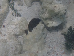 Acanthurus chirurgus