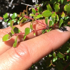Arctostaphylos nummularia