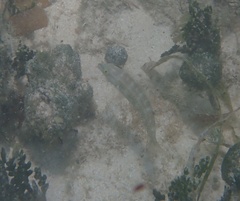 Halichoeres bivittatus