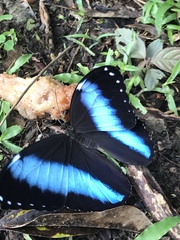 Morpho achilles