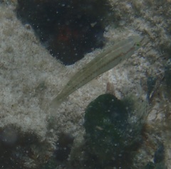 Halichoeres bivittatus
