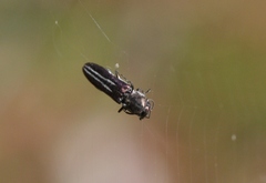 Agrilus blandus