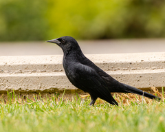 Curaeus curaeus curaeus