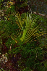 Astelia microsperma