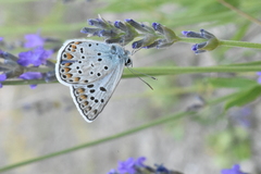 Polyommatus escheri