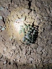 Eriogonum aretioides