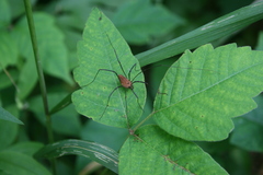 Leiobunum calcar