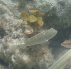 Sparisoma chrysopterum