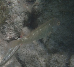 Sparisoma chrysopterum
