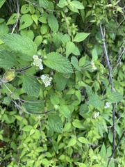 Lantana hirta