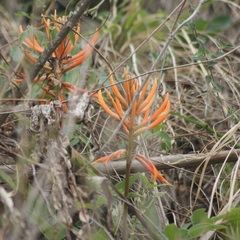 Erythrina leptorhiza