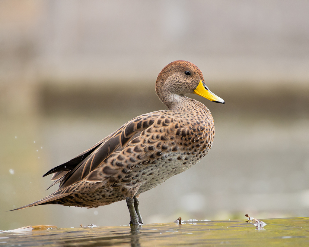 Brown Pintail