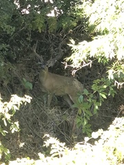 Odocoileus hemionus columbianus