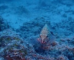 Epinephelus merra