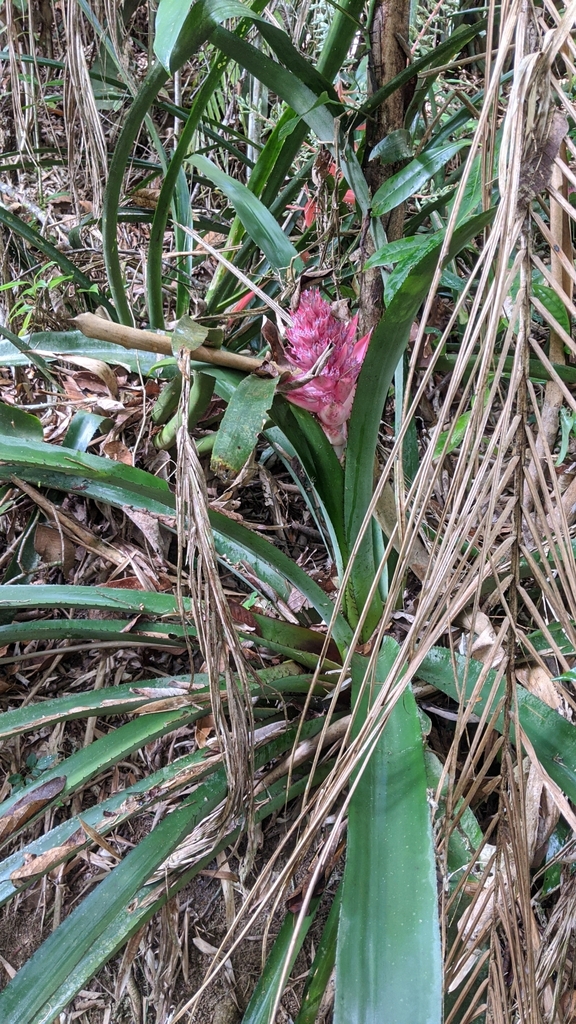 Aechmea macrochlamys