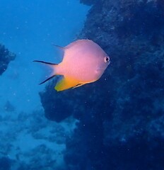 Amblyglyphidodon orbicularis