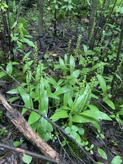 Platanthera flava herbiola