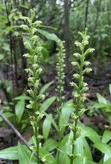 Platanthera flava herbiola