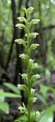 Platanthera flava herbiola