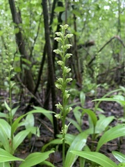 Platanthera flava herbiola