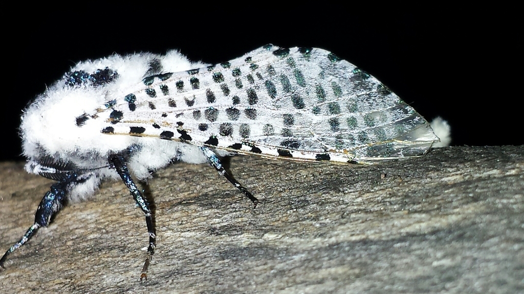Wood Leopard Moth